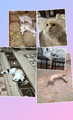 День кошки.